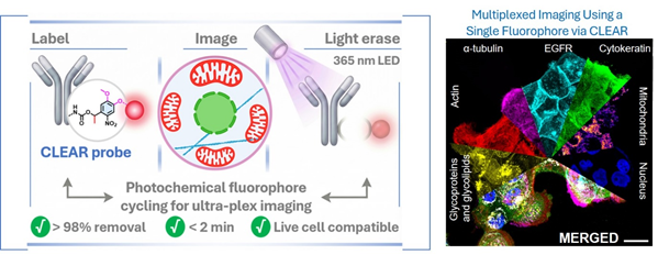 single fluorophore